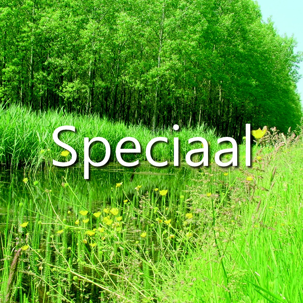 KV_Special-NL